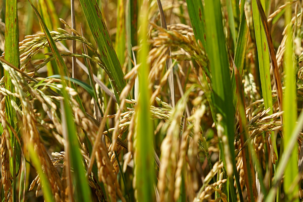 rice fields, rice plant, farm-7008249.jpg